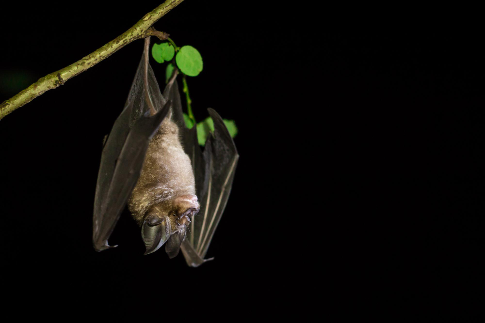 Une chauve-souris la nuit